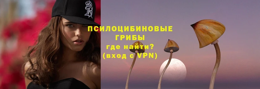 Псилоцибиновые грибы Psilocybine cubensis  купить   Белогорск 